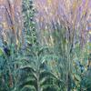 Digitalis  30 x 80 cms SOLD