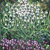 Snowdrops and Cyclamens
40 x 50 CM