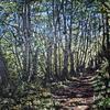 Woodland Walk
 100 x 120 cms SOLD